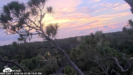 NE Florida Eagles Live Webcam - Jun 30, 2026, 8:20pm EDT