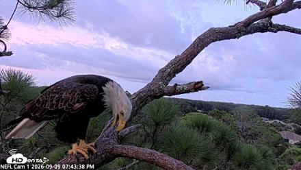 NE Florida Eagles Live Webcam - Sep 9, 2026, 7:44pm EDT