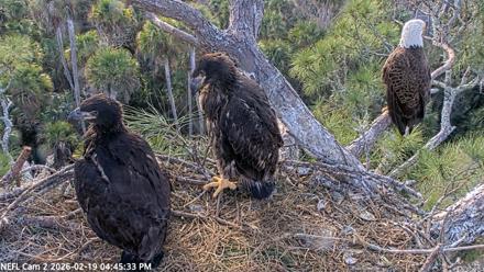 NE Florida Eagles Live Webcam - Feb 19, 2026, 4:46pm EST