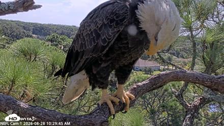 NE Florida Eagles Live Webcam - Aug 28, 2026, 10:30am EDT