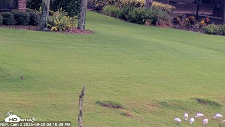 NE Florida Eagles Live Webcam - Sep 20, 2026, 4:11pm EDT