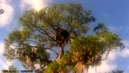 NE Florida Eagles Live Webcam - Nov 5, 2025, 9:43am EST