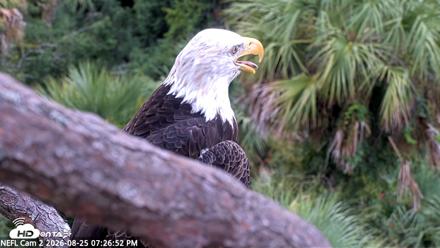 NE Florida Eagles Live Webcam - Aug 25, 2026, 7:27pm EDT