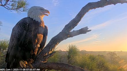 NE Florida Eagles Live Webcam - Nov 8, 2025, 7:06am EST
