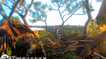 NE Florida Eagles Live Webcam - Sep 13, 2026, 7:42am EDT
