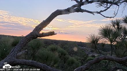NE Florida Eagles Live Webcam - Aug 25, 2026, 7:22am EDT