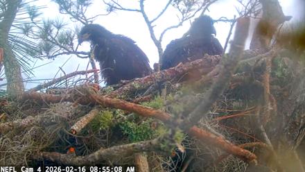 NE Florida Eagles Live Webcam - Feb 16, 2026, 8:56am EST