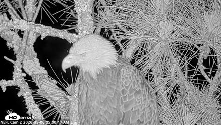 NE Florida Eagles Live Webcam - May 6, 2026, 5:01am EDT