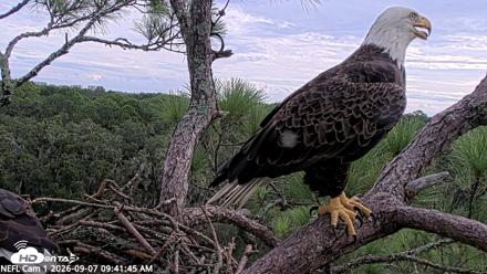 NE Florida Eagles Live Webcam - Sep 7, 2026, 9:42am EDT
