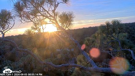 NE Florida Eagles Live Webcam - Aug 5, 2026, 8:06pm EDT