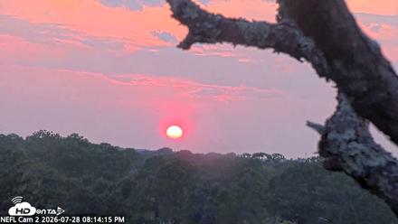 NE Florida Eagles Live Webcam - Jul 28, 2026, 8:15pm EDT