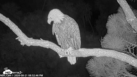 NE Florida Eagles Live Webcam - Aug 21, 2026, 8:53pm EDT