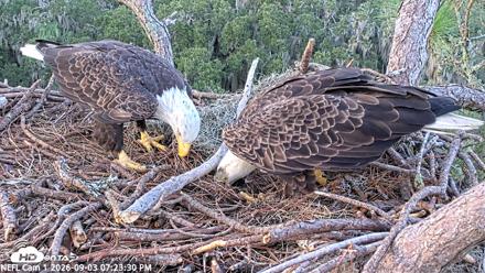 NE Florida Eagles Live Webcam - Sep 3, 2026, 7:24pm EDT
