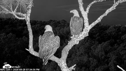 NE Florida Eagles Live Webcam - Sep 28, 2026, 7:35pm EDT