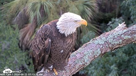 NE Florida Eagles Live Webcam - Aug 23, 2026, 7:14am EDT