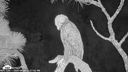NE Florida Eagles Live Webcam - Aug 24, 2026, 11:57pm EDT