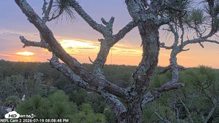 NE Florida Eagles Live Webcam - Jul 19, 2026, 8:09pm EDT