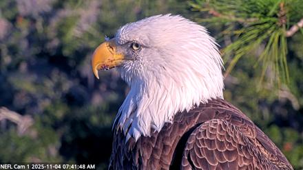 NE Florida Eagles Live Webcam - Nov 4, 2025, 7:42am EST
