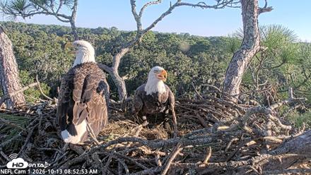 NE Florida Eagles Live Webcam - Oct 13, 2026, 8:53am EDT