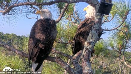 NE Florida Eagles Live Webcam - Sep 26, 2026, 9:05am EDT
