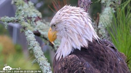 NE Florida Eagles Live Webcam - Aug 20, 2026, 7:09pm EDT
