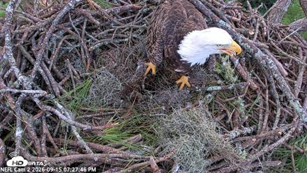 NE Florida Eagles Live Webcam - Sep 15, 2026, 7:28pm EDT