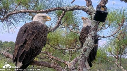 NE Florida Eagles Live Webcam - Sep 4, 2026, 10:29am EDT