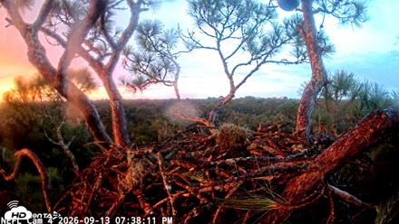 NE Florida Eagles Live Webcam - Sep 13, 2026, 7:39pm EDT