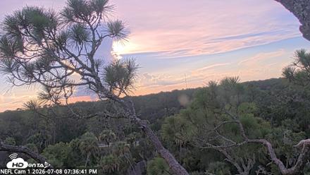 NE Florida Eagles Live Webcam - Jul 8, 2026, 7:37pm EDT