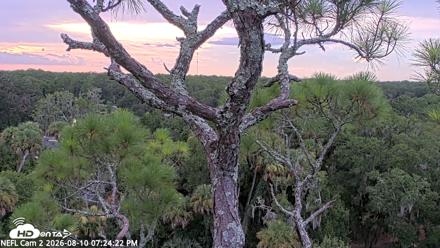 NE Florida Eagles Live Webcam - Aug 10, 2026, 7:25pm EDT