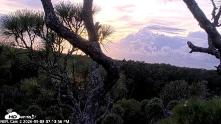 NE Florida Eagles Live Webcam - Sep 8, 2026, 7:14pm EDT