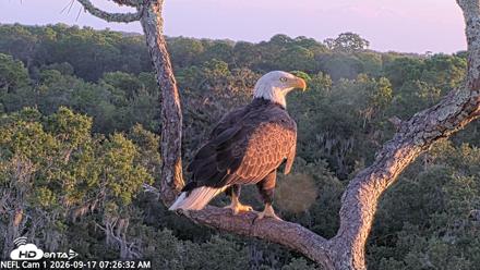 NE Florida Eagles Live Webcam - Sep 17, 2026, 7:27am EDT