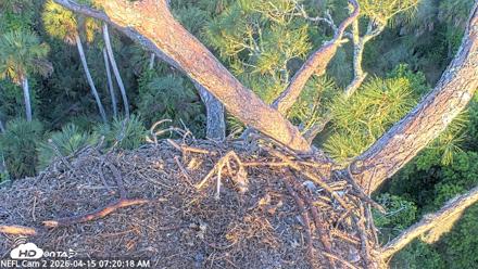NE Florida Eagles Live Webcam - Apr 15, 2026, 7:21am EDT