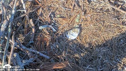 NE Florida Eagles Live Webcam - May 18, 2026, 8:24am EDT