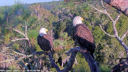 NE Florida Eagles Live Webcam - Nov 25, 2025, 8:07am EST