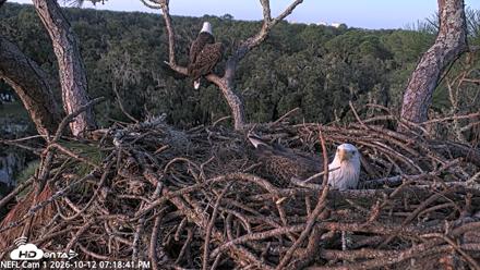 NE Florida Eagles Live Webcam - Oct 12, 2026, 7:19pm EDT