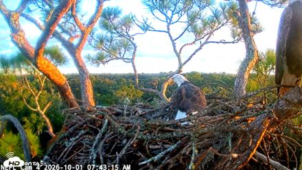 NE Florida Eagles Live Webcam - Oct 1, 2026, 7:44am EDT
