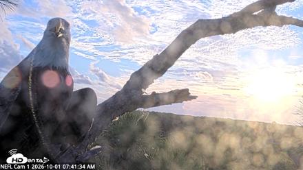 NE Florida Eagles Live Webcam - Oct 1, 2026, 7:42am EDT