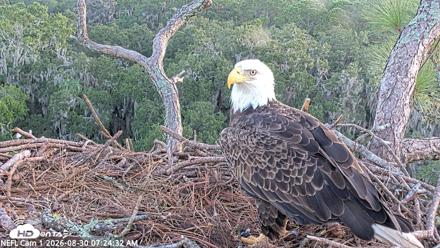 NE Florida Eagles Live Webcam - Aug 30, 2026, 7:25am EDT