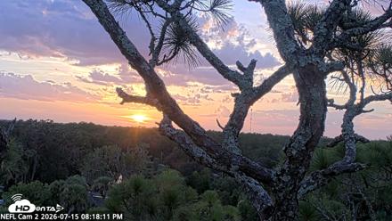 NE Florida Eagles Live Webcam - Jul 15, 2026, 8:19pm EDT