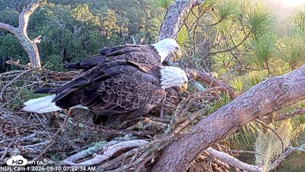 NE Florida Eagles Live Webcam - Sep 10, 2026, 7:23am EDT