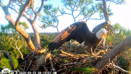 NE Florida Eagles Live Webcam - Sep 15, 2026, 8:16am EDT