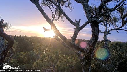 NE Florida Eagles Live Webcam - Jun 21, 2026, 8:09pm EDT