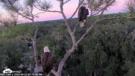 NE Florida Eagles Live Webcam - Sep 27, 2026, 7:16pm EDT