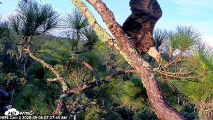 NE Florida Eagles Live Webcam - Sep 6, 2026, 7:28am EDT