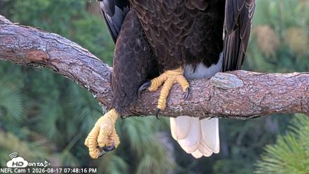 NE Florida Eagles Live Webcam - Aug 17, 2026, 7:49pm EDT