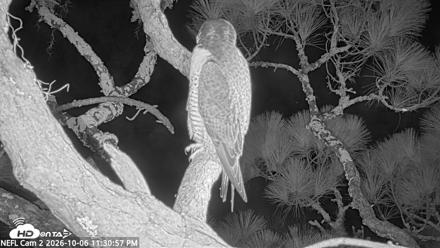 NE Florida Eagles Live Webcam - Oct 6, 2026, 11:31pm EDT