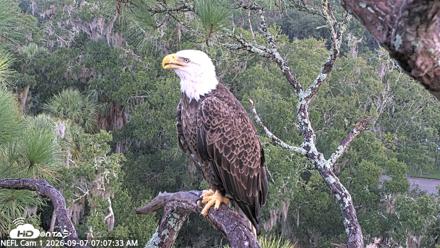NE Florida Eagles Live Webcam - Sep 7, 2026, 7:08am EDT
