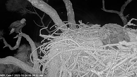 NE Florida Eagles Live Webcam - Oct 24, 2025, 6:39am EDT