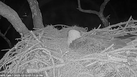 NE Florida Eagles Live Webcam - Dec 12, 2025, 7:13pm EST